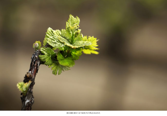 Mount Pleasant Wines