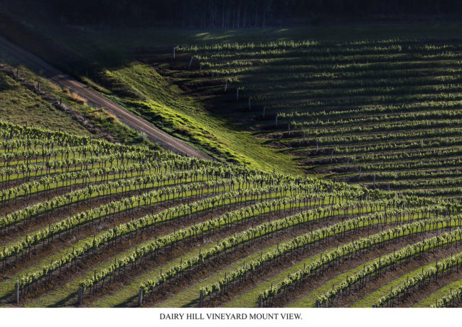 Dairy Hill Vineyard