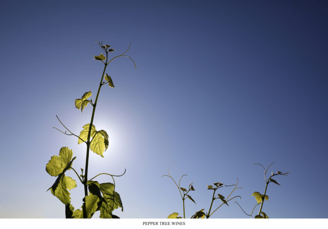 Pepper tree wines