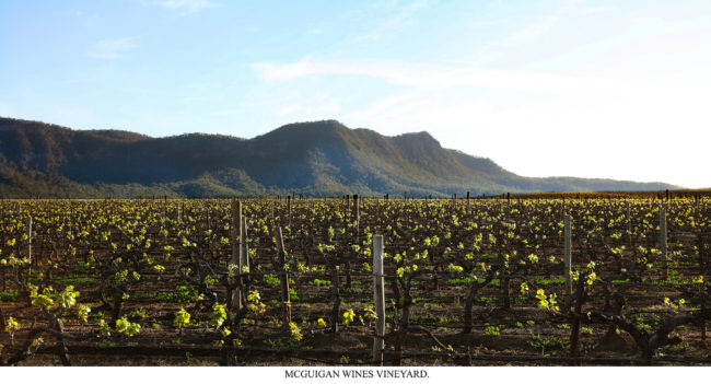 Vineyard Mistloe Lane