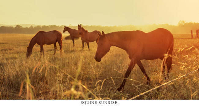 Equine Sunrise