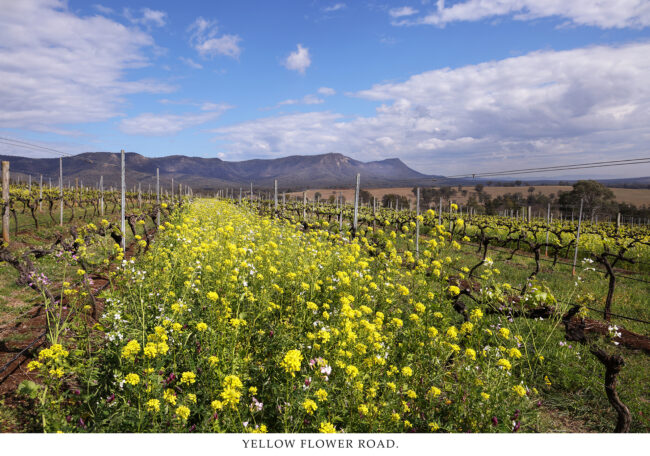 Yellow Flower Road