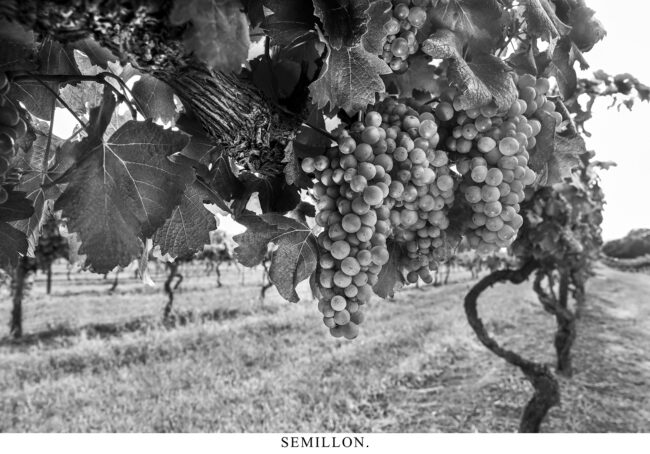 Semillon.