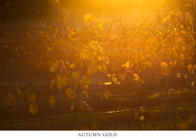 Autumn Gold